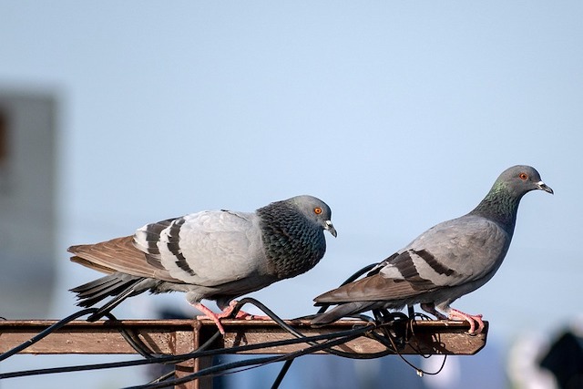 bird nest removal