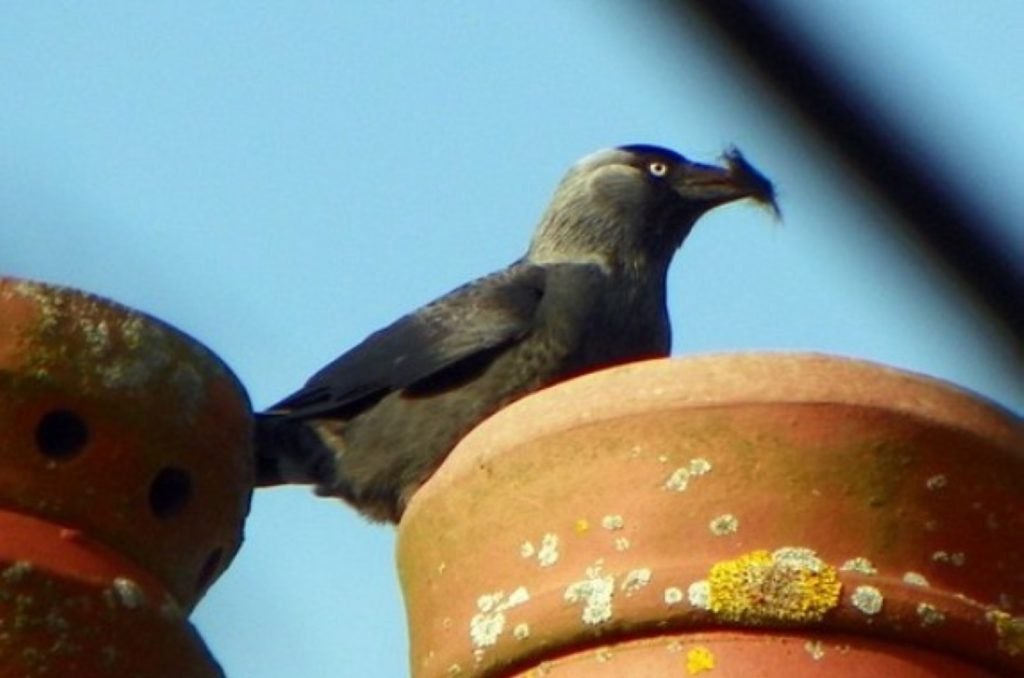 jackdaw2